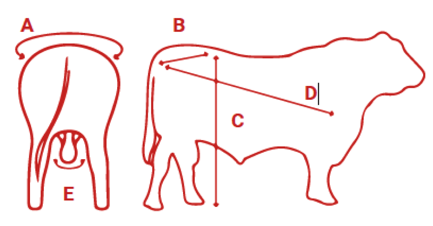 Mediciones de toro - BNS